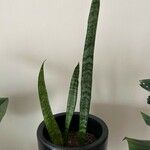 Sansevieria hyacinthoides Folla