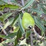 Pyrus salicifolia Fruit