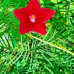 Ipomoea quamoclit Flor