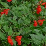 Salvia blepharophylla Habit