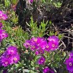 Delosperma cooperi Bloem