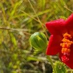 Hibiscus aponeurus Ffrwyth