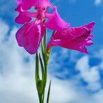 Gladiolus palustris Blüte