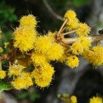 Acacia simplex Blomst