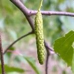 Betula pendula Fruit