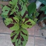 Plectranthus scutellarioidesLeht