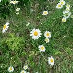 Leucanthemum vulgare Кветка