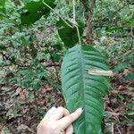 Philodendron inaequilaterum Лист