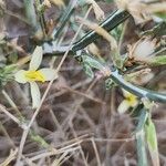 Lactuca orientalis Rhisgl