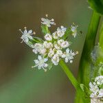 Helosciadium nodiflorumFlower