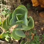 Cotyledon barbeyi 叶