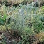 Festuca glauca Blad