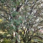 Quercus ilex Leht