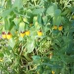 Cerinthe major Flower