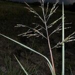 Panicum aquaticum موطن