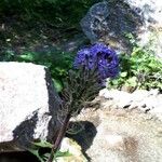 Lactuca alpina Flower