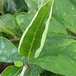 Lycium chinense ഇല