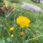 Trollius asiaticus Flower