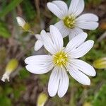 Cerastium alpinumFlower