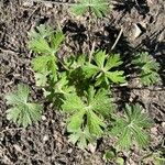 Geranium carolinianum Hoja