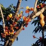 Castanospermum australe Цвят