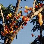 Castanospermum australe ফুল