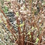 Salix rosmarinifolia ശീലം