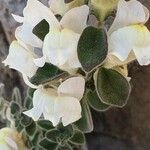 Antirrhinum molle Flower