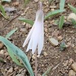 Erythronium albidum Flor