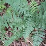 Dryopteris intermedia Hoja