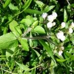 Ageratum conyzoides Lapas