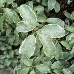 Pittosporum tenuifolium Leaf