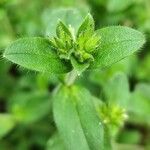 Cerastium glomeratum Leaf