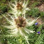 Cirsium spinosissimum Цветок