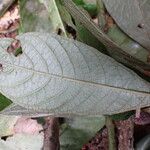 Trichostachys aurea Hoja