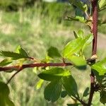 Prunus pensylvanica Leaf