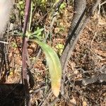 Erysimum virgatum Leaf