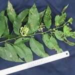 Cestrum racemosum Other