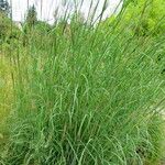 Andropogon gerardi Habit