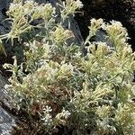Silene andryalifolia Flor