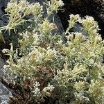 Silene andryalifolia Цветок