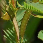 Chamaecrista nictitans ഫലം