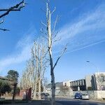 Platanus occidentalis Συνήθη χαρακτηριστικά