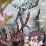 Valeriana calcitrapae Blatt