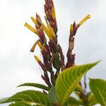 Sanchezia nobilis Flor