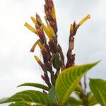 Sanchezia speciosa Blüte