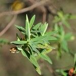 Hypericum lanceolatum Лист