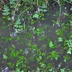 Oenanthe sarmentosa Habit
