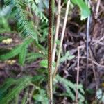 Lepisorus spicatus फल