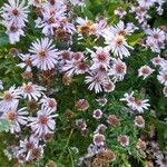 Symphyotrichum novi-belgiiЦвят